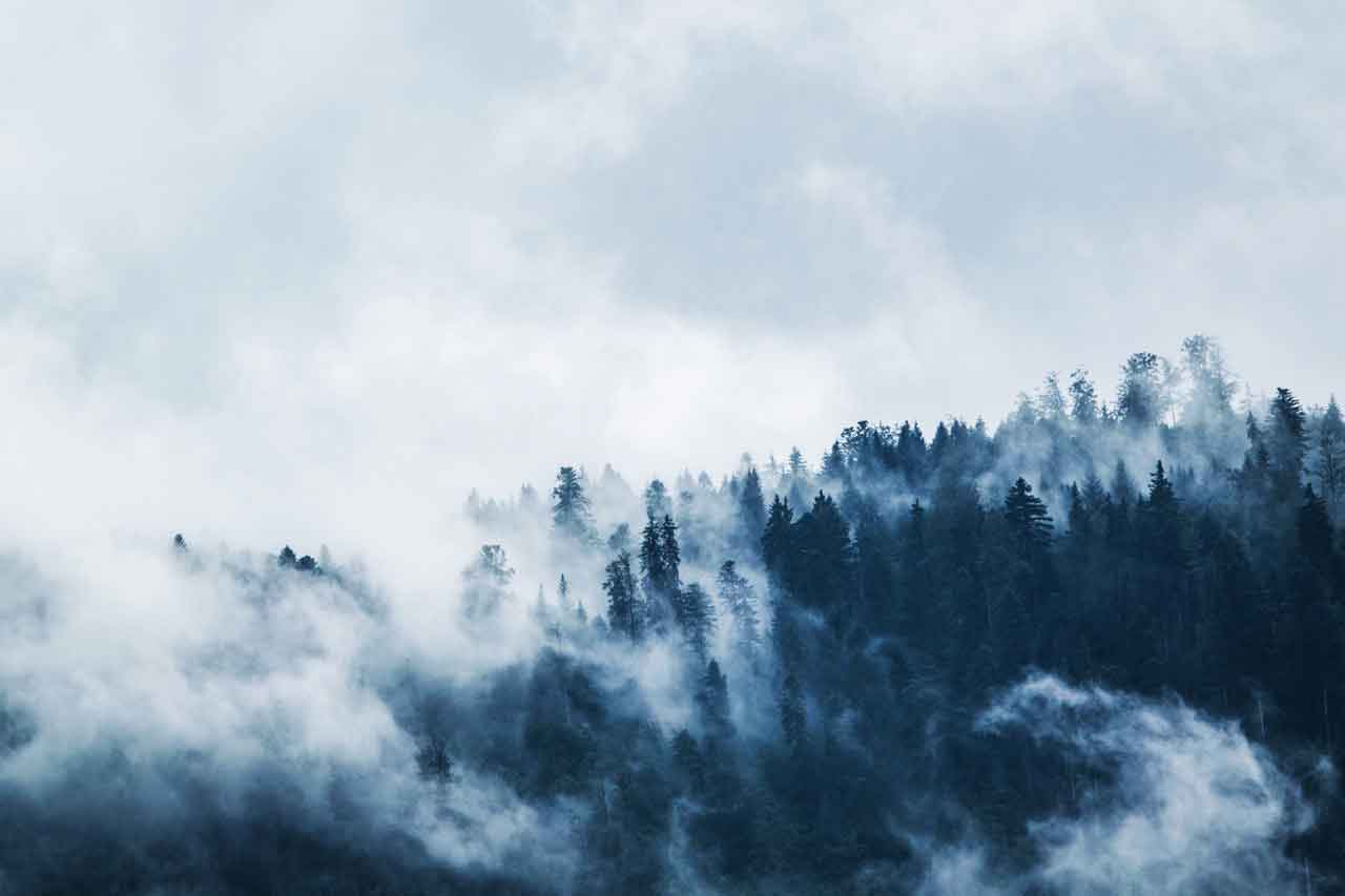 Fog over hill with forest